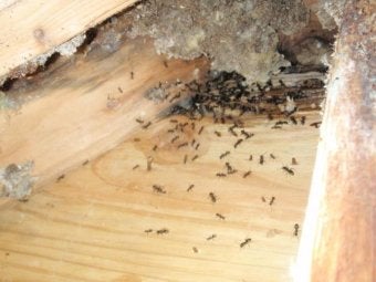 Control damage by Carpenter Ants in Monmouth County